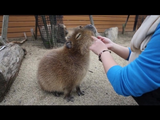 capybara scratching (2)