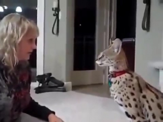 the owner teaches the serval cat to attack. funny house serval