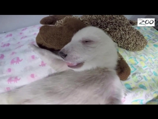 polar bear cubs love sleeping with toys too.