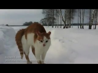 a scary cat roams the streets in search of a victim)))) the most evil cat in the world soon on the streets of your mountains