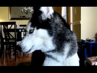 a husky dog ​​named mishka can bark as if repeating words