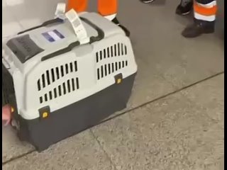 dog dies on board aeroflot