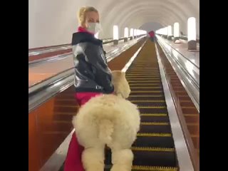 alpaca grisha in the subway